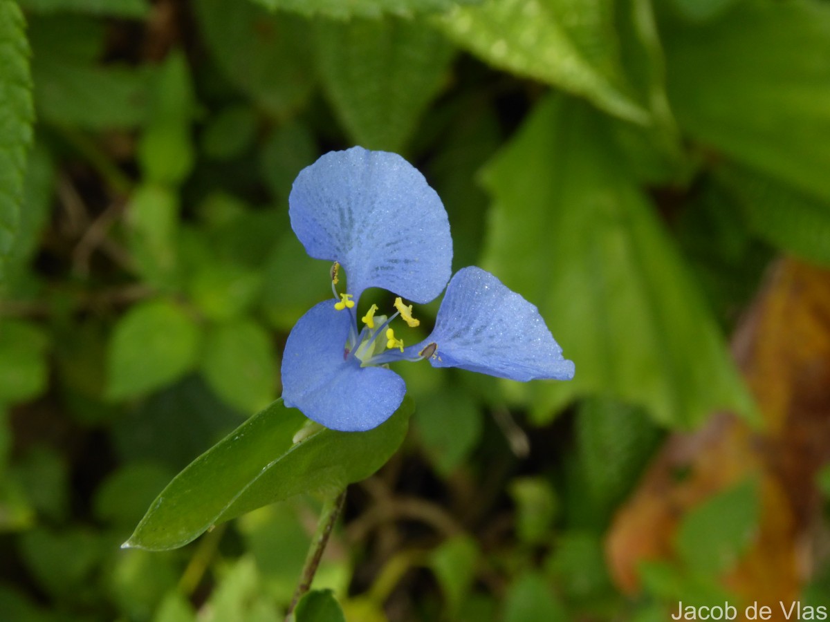 Commelina diffusa Burm.f.